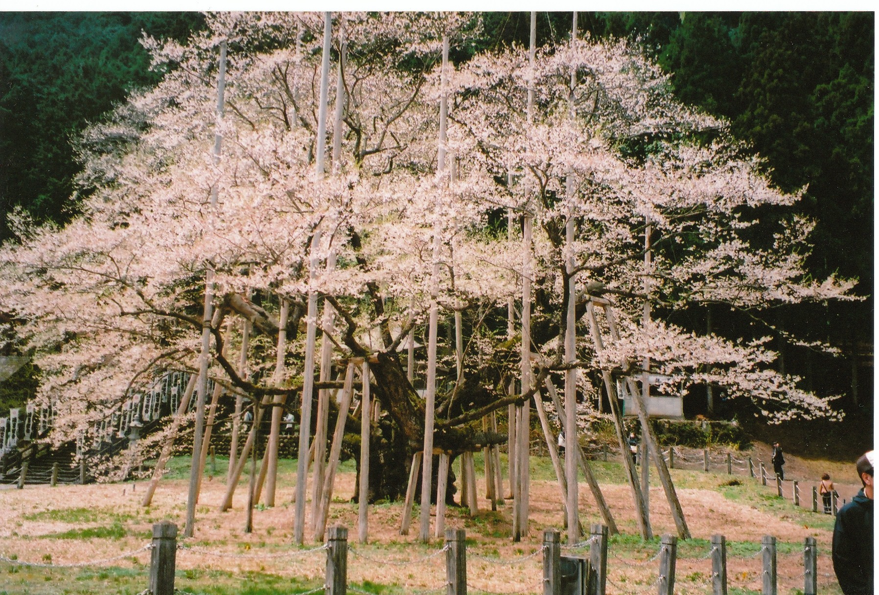 淡墨桜3
